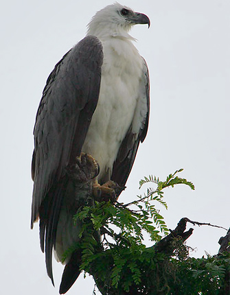 white_bellied_sea_eagle.jpg